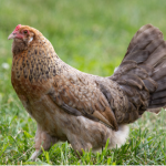 A brown and gray chicken standing on grass.