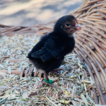 A small black chick with a green band on its leg stands on a bed of straw inside a woven basket.