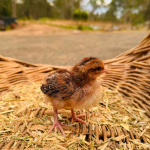 A small chick standing on straw inside a wicker basket, with a blurred outdoor background.