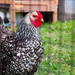 A chicken with black and white patterned feathers and a red comb is standing on grass. There is a wooden structure in the background.