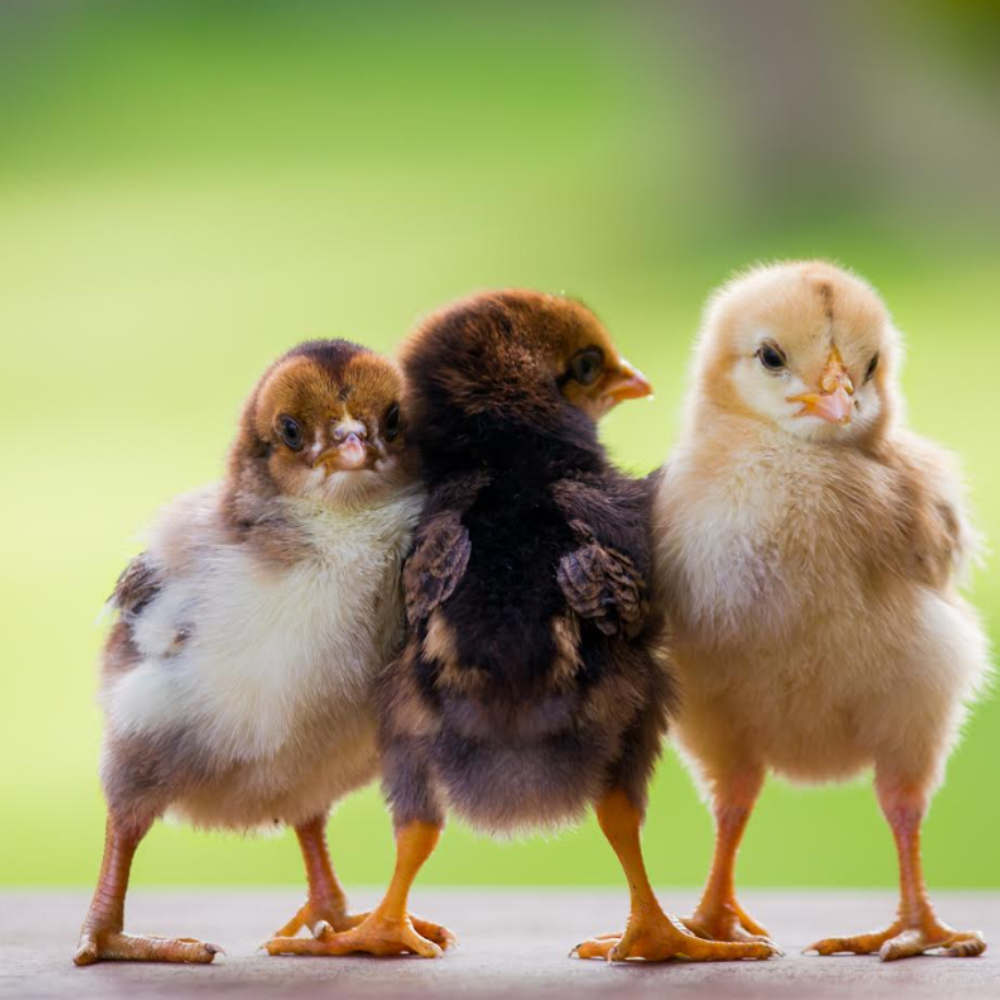 Three fluffy chicks standing close together on a surface with a blurred green background. The chicks have different color patterns, including yellow, brown, and black feathers.