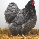 A fluffy, gray chicken with a red comb stands on a bed of straw.