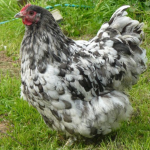 A speckled black and white chicken standing on grass