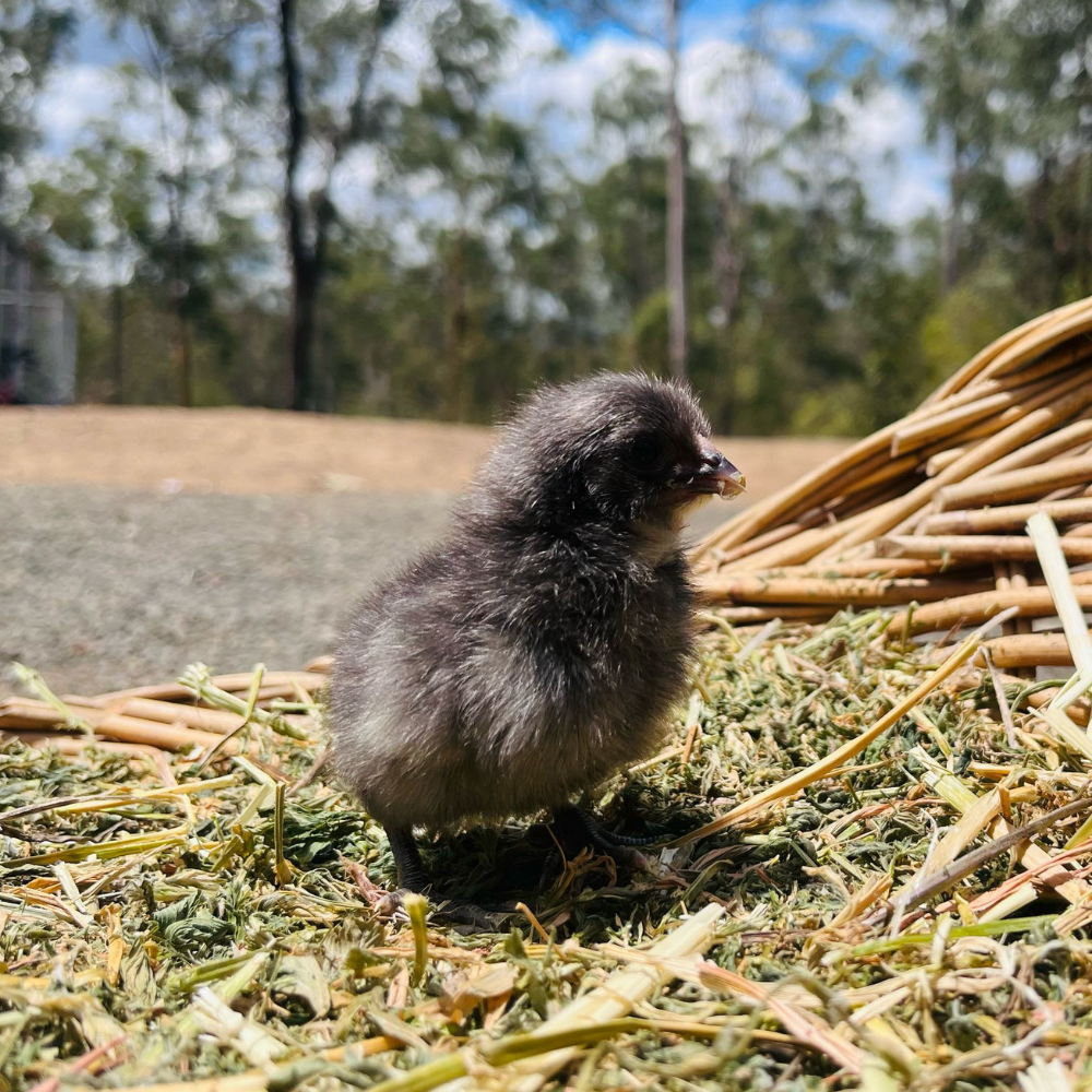 A fluffy, gray chick stands on a bed of grass and straw, with a blurred background of trees and a blue sky.