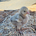 A fluffy baby bird standing on a woven surface with straw scattered around. The bird has a light gray and white plumage with a small beak. The background is a blurred outdoor setting.