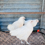 Three white chickens are standing inside a wire mesh enclosure with a corrugated metal wall in the background. The ground is covered with a wire mesh, and there is a black hose with a red nozzle visible.