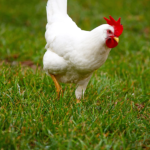 A white chicken with a red comb is walking on green grass.