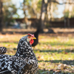 A black and white speckled chicken is standing on grass with blurred trees and another chicken in the background.