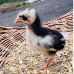 A young chick with black and white feathers stands on a bed of straw inside a wicker basket. The chick has a light orange beak and is looking to the side. The background shows a blurred outdoor setting.