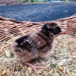 A fluffy baby bird with brown and black feathers is standing on a bed of straw. There is a woven basket in the background.