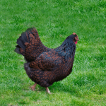 A chicken with dark brown and black feathers walking on green grass.