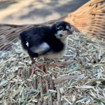A small black and white chick standing on a bed of straw in a wicker basket.