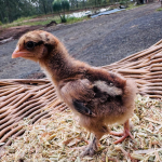 A small, fluffy chick stands on a bed of straw and grass. The background shows a blurred outdoor setting with trees and a dirt path.