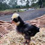 A small black and white chick standing on a bed of straw, with a woven basket and a rural landscape in the background
