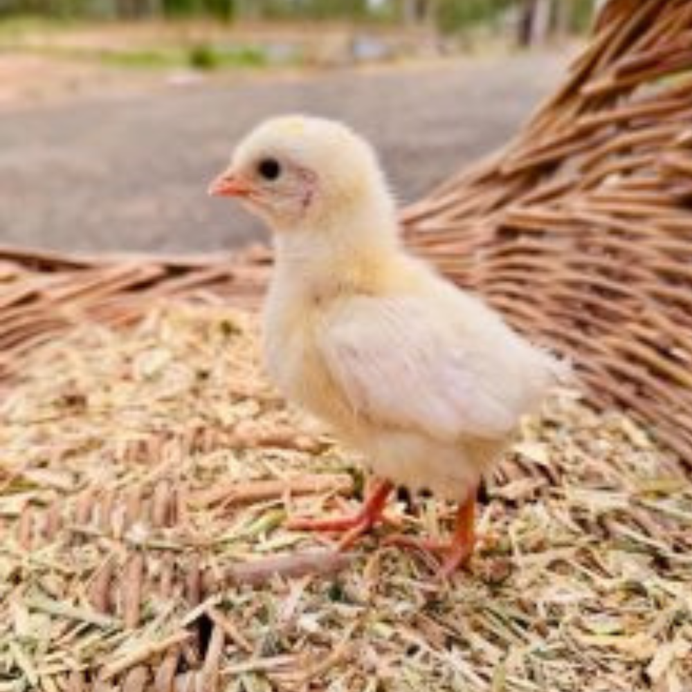 A small, fluffy yellow chick standing on a bed of straw inside a woven basket. The background is slightly blurred, suggesting an outdoor setting.