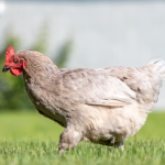 A chicken with light gray feathers and a red comb is walking on green grass. The background is blurred, showing some greenery