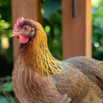A close-up of a chicken with a reddish-brown body and golden feathers around its neck. The background is blurred with greenery and a wooden structure.