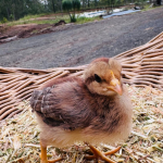 A small chick with brown and yellow feathers stands on straw. It is positioned on a woven surface with a blurred outdoor background, including a dirt path and greenery.