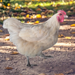 A white chicken standing on a dirt path with green grass and scattered yellow leaves in the background