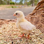 A fluffy yellow chick standing on a bed of straw inside a wicker basket, with a blurred outdoor background.
