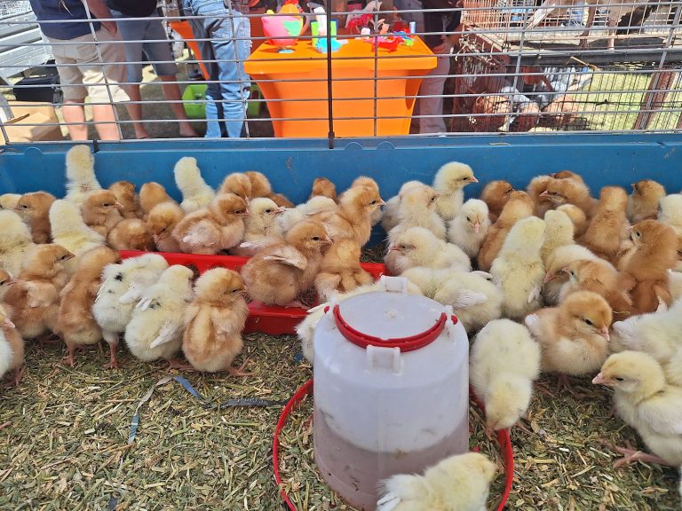 Baby chicks around a feeder at the GPGP Market, Rosewood