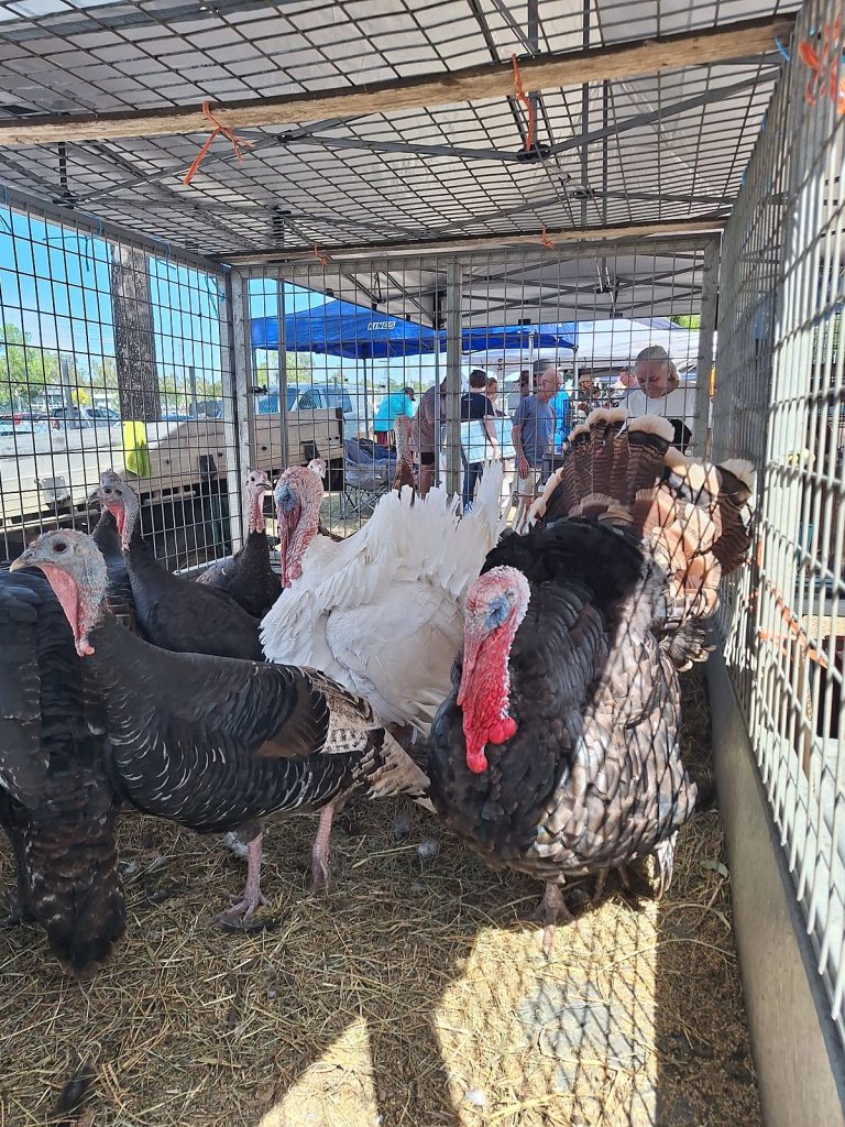 Heritage turkeys for sale at the GPGP Market