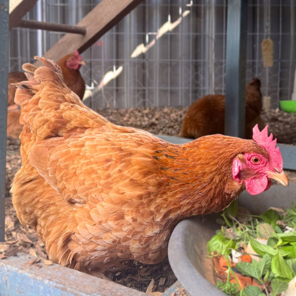 A New Hampshire hen with chestnut-red plumage feeding on leafy greens in the chicken run.
